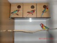 Rosellas Multicolor (Platycercus eximius eximius)